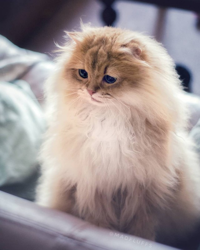 Прикольных котов пост