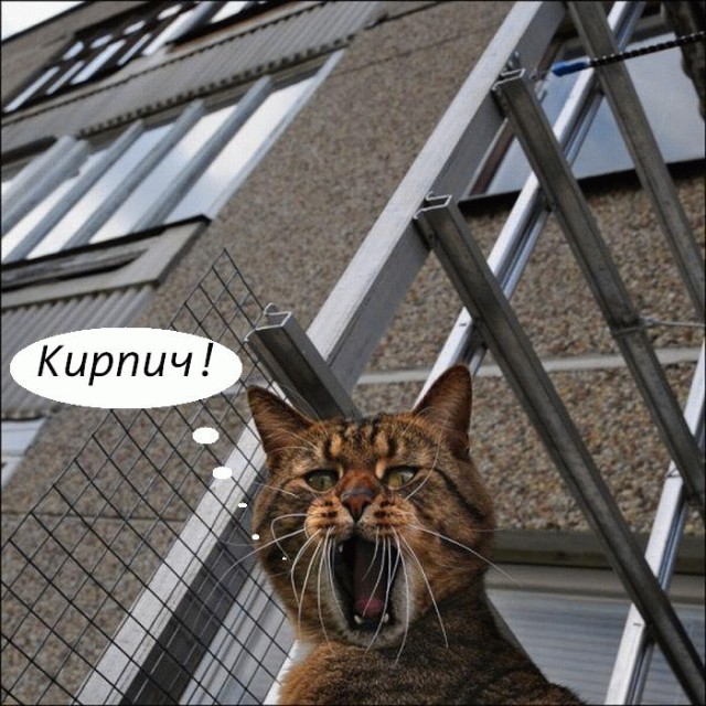 Начинаем котовторник!