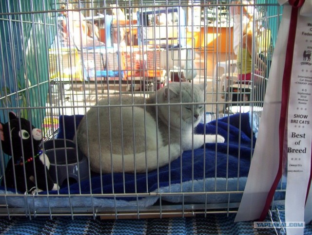 Сонный Котовторник