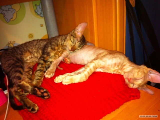 Котовторник! 11.10.11