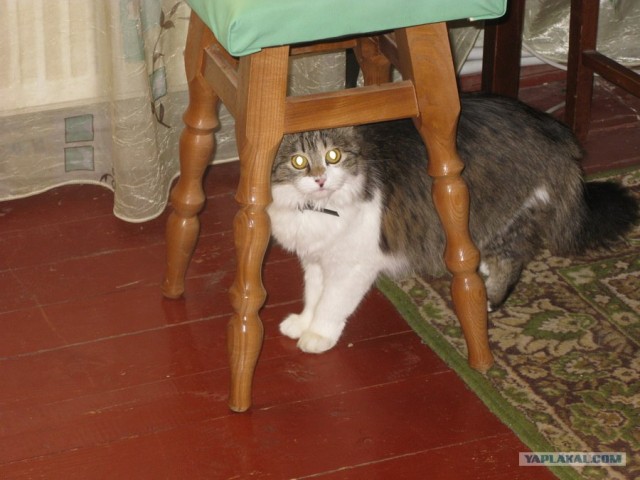 Котовторник (07.02.2012)