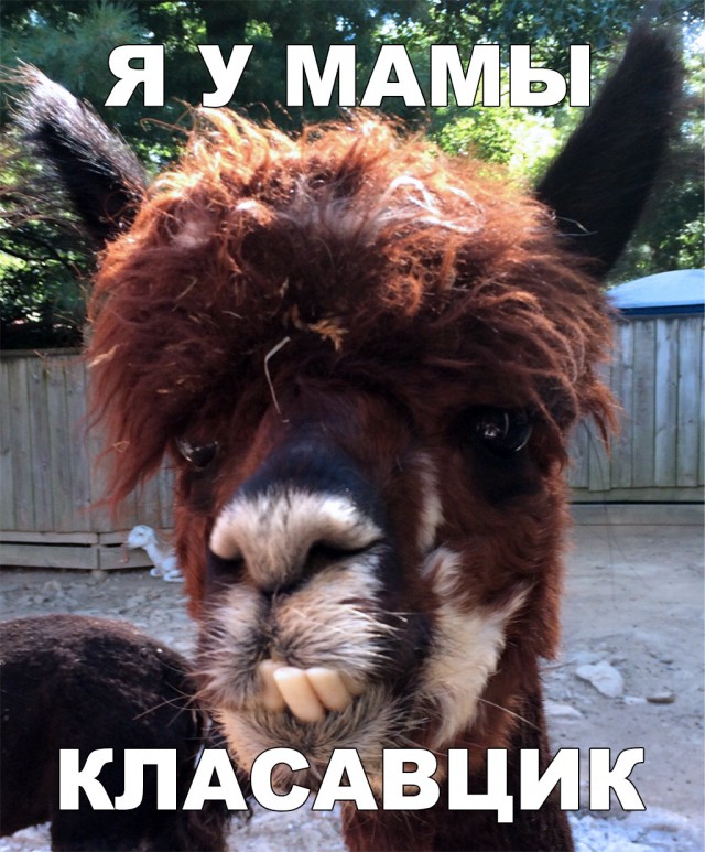 Нестандартный юмор