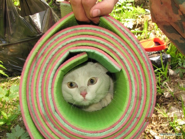 Котовторник 29.05.2012