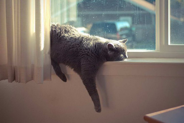 18 котов, которые плевать хотели на законы физики