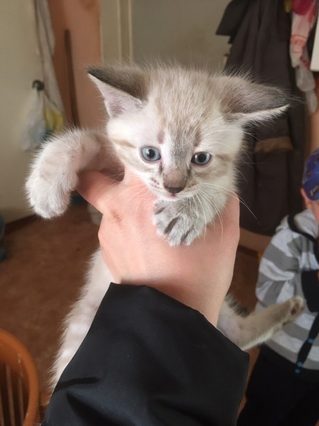 Забавные фото котеек