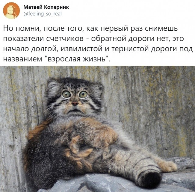 Прикольные комментарии и высказывания из Сети 07.09.19