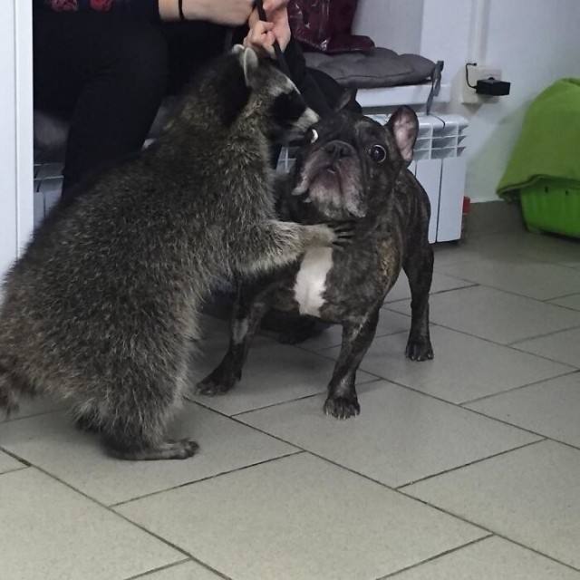Живность из сети