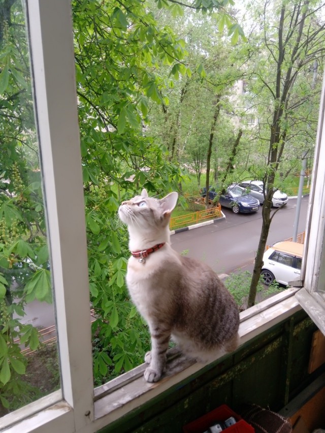 Забавные фото котеек