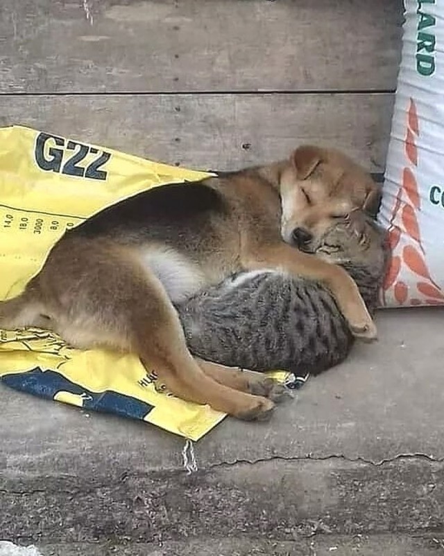 Уже не котовторник, но еще и не собакочетверг