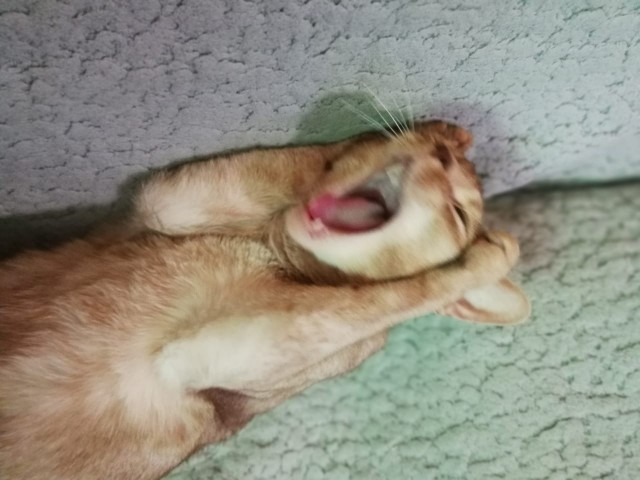 ЯП в кошках