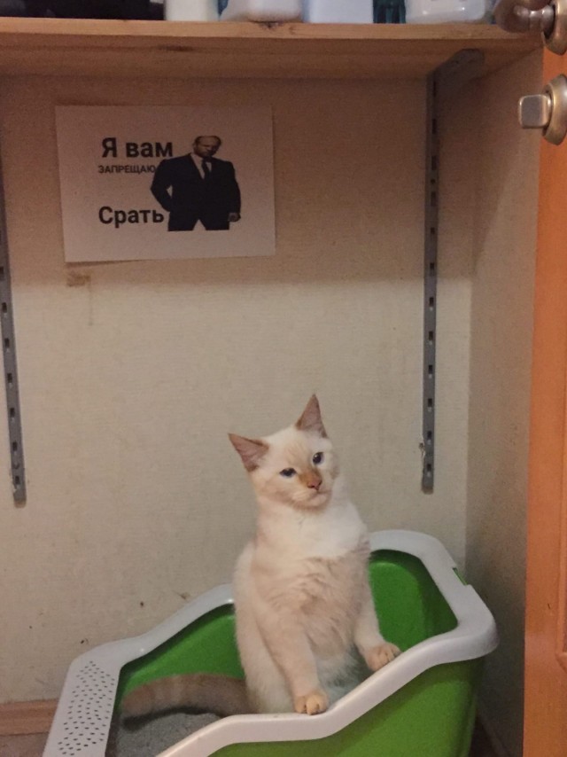 Забавные картинки с котами из сети