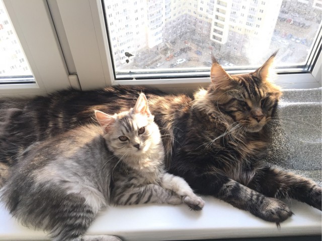 Коты, которые нас порадовали!