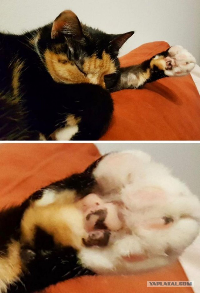 Котовторник?! Коты во вторник!