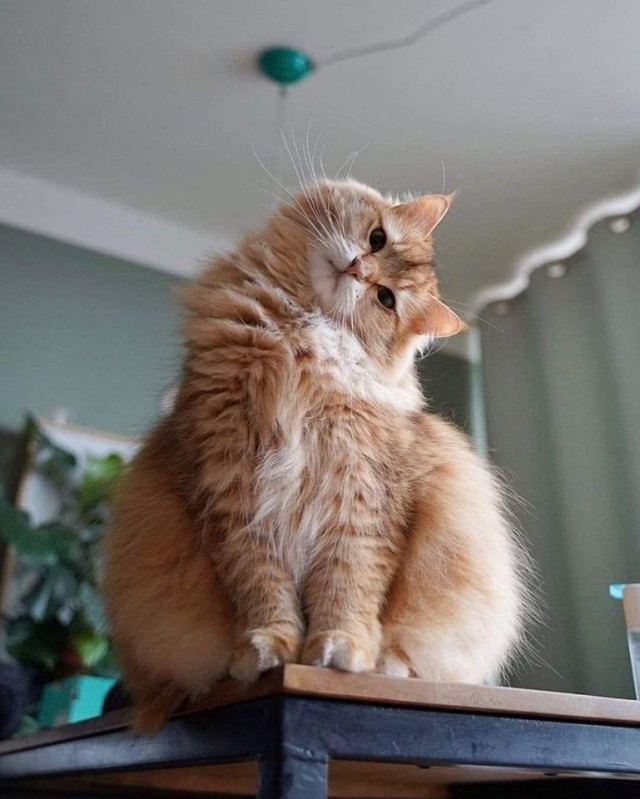 Котовторник?! Коты во вторник!