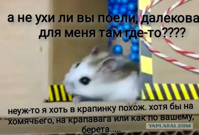 Побег хомячеллы