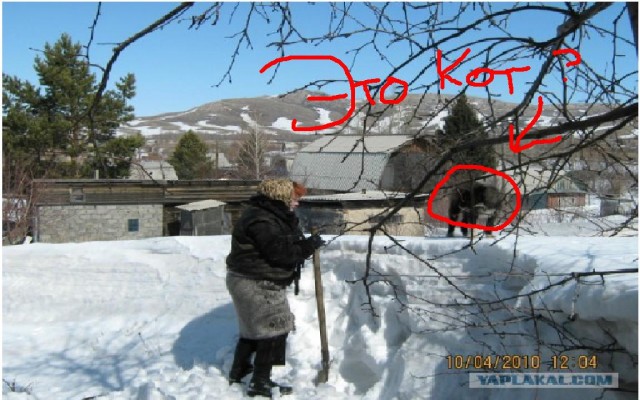 Найди кота