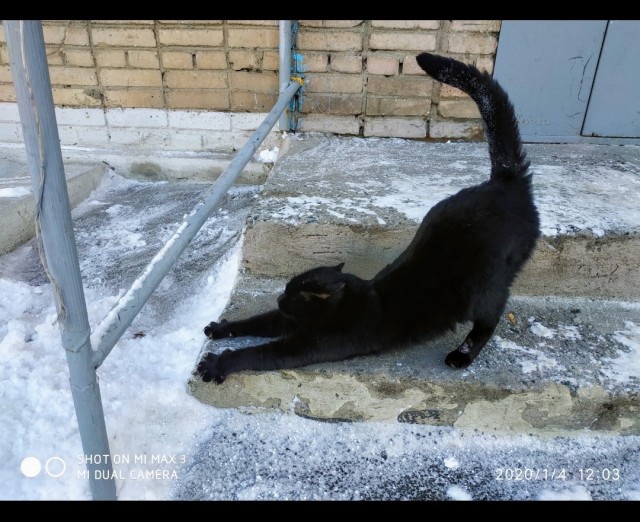 Уличные котаны