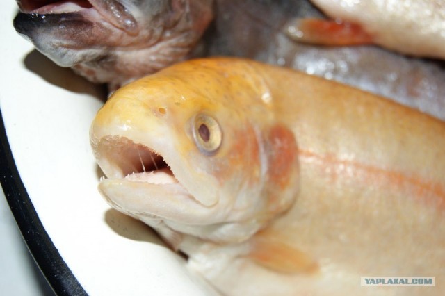 Все из рыбы!