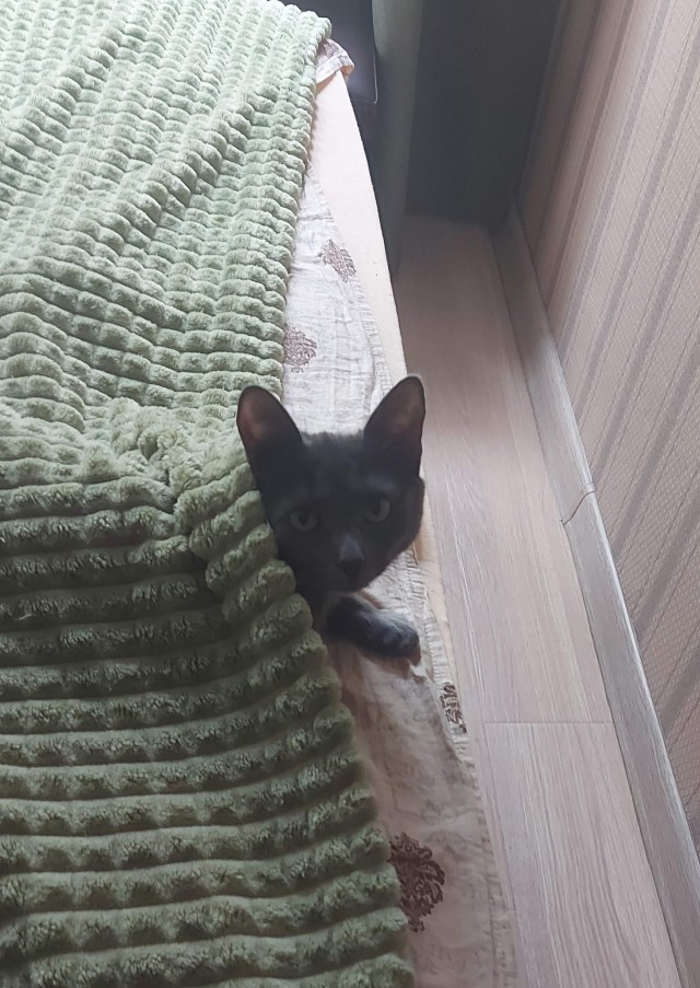 Котики. Разной степени адекватности