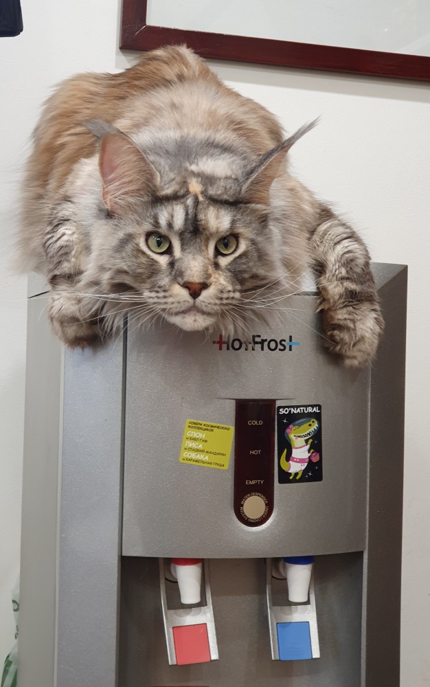 Котовторник