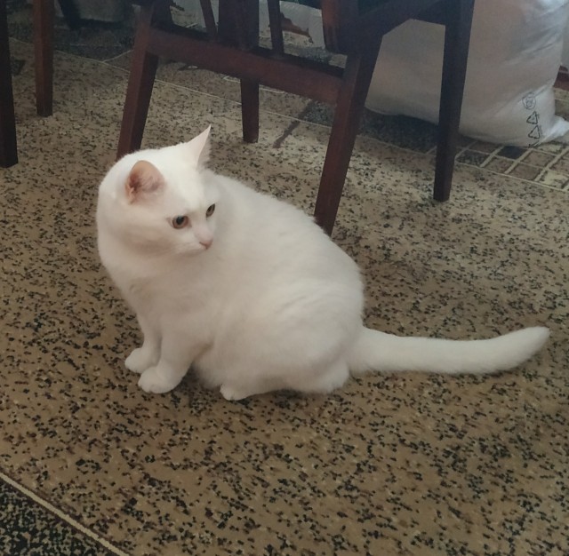 К котовторнику
