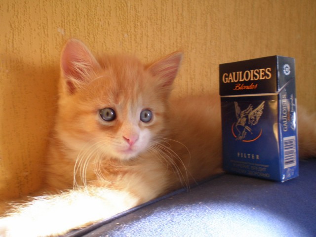 Личинка котэ