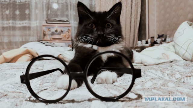 Господа и дамы ЯПа! Котовторник у нас начался! Отойдите от политоты и давайте котиков побольше!