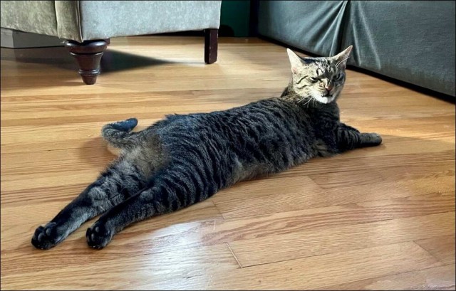 Забавные и милые котейки