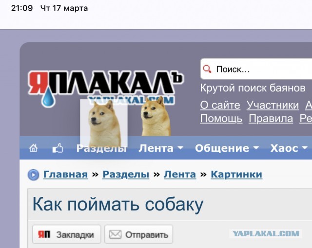 Как поймать собаку