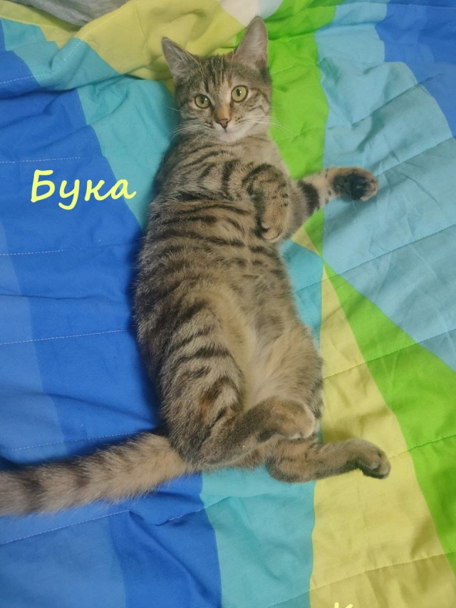 Жизнь домашнего приюта "Котоленд" 328
