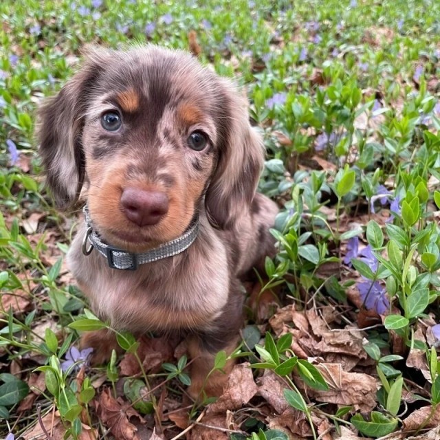 Небольшая подборка на собакочетверг