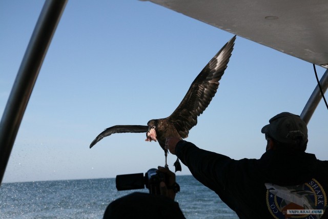 ЮАР, Замбия, Ботсвана