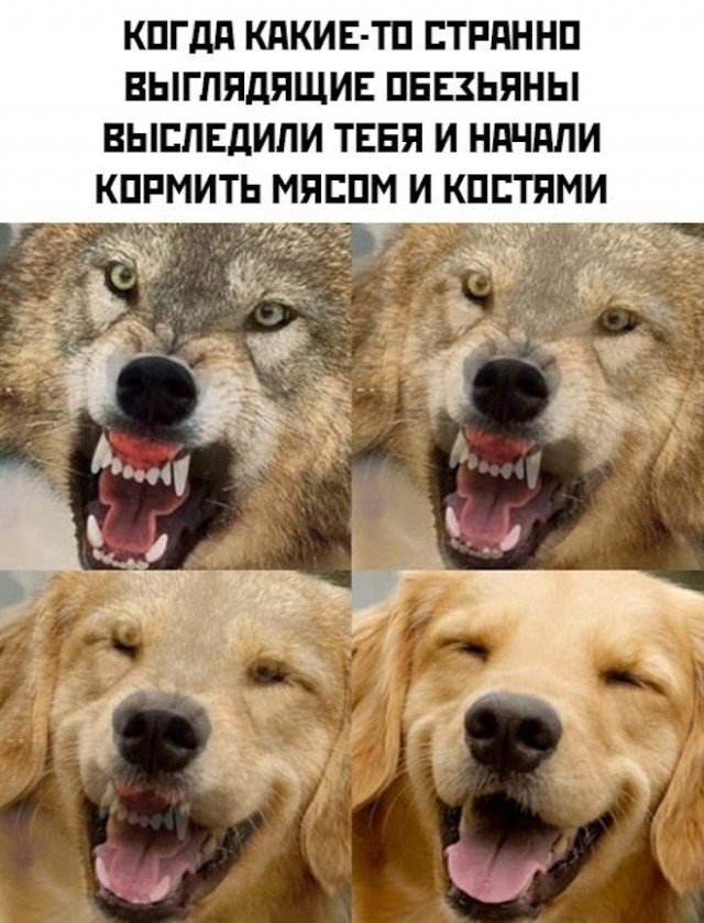 Картинки и мемы для настроения - 119