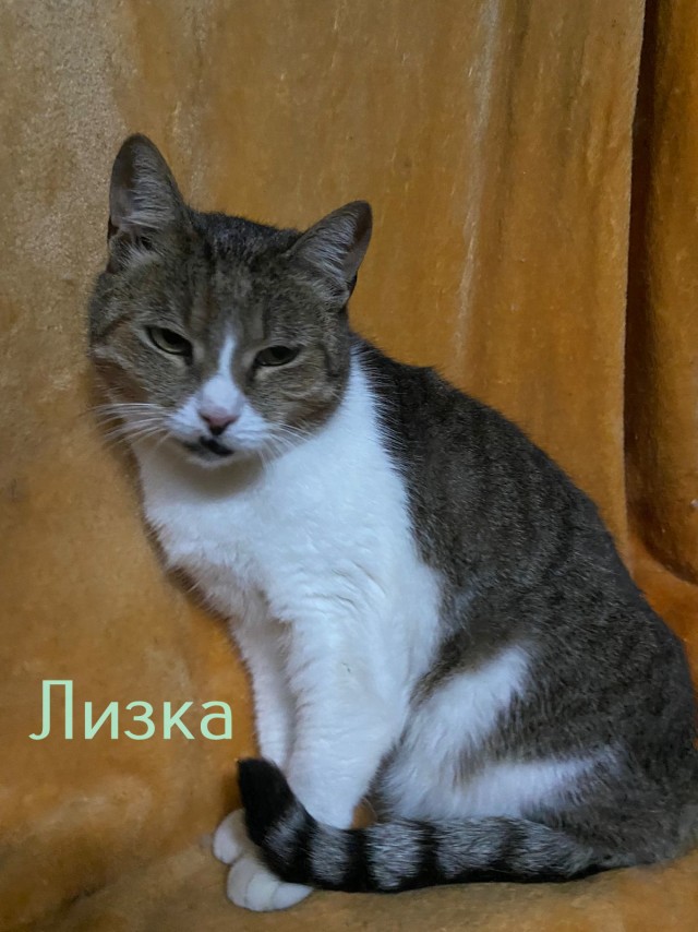Жизнь домашнего приюта "Котоленд" 360