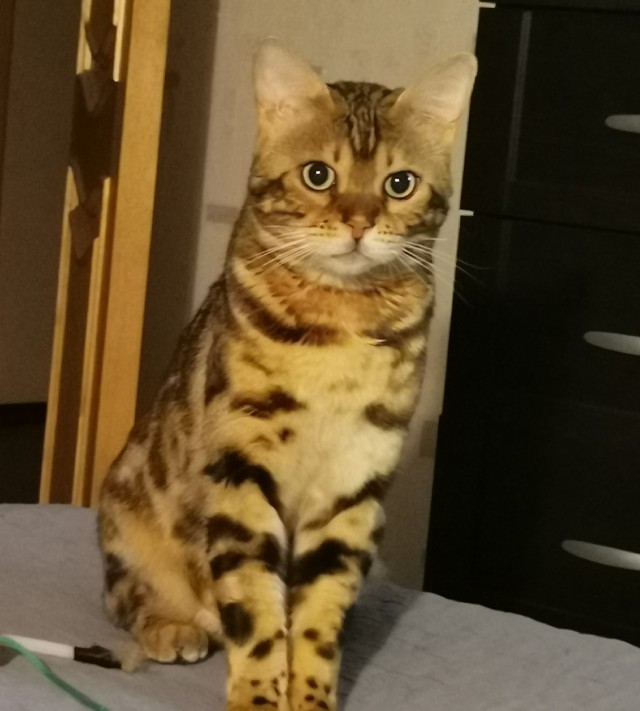 Вторник, сэр кот