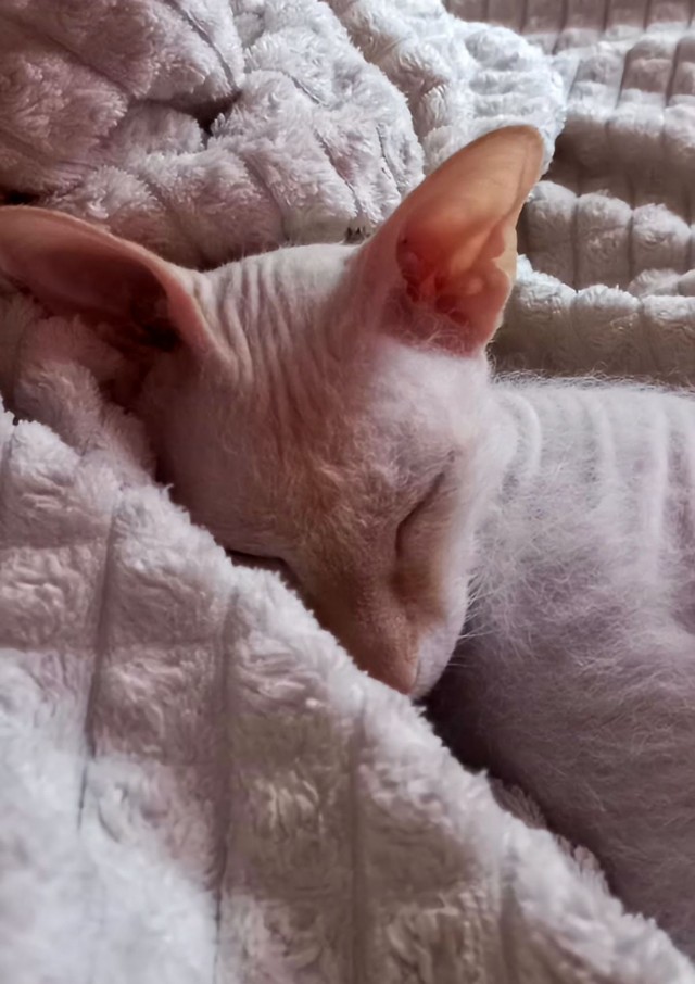 Мой котовторник