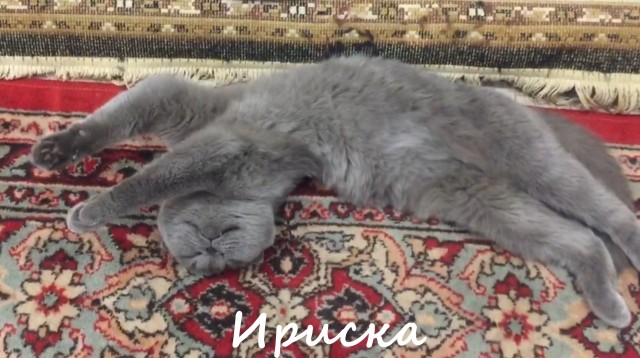 Жизнь домашнего приюта "Котоленд" 364