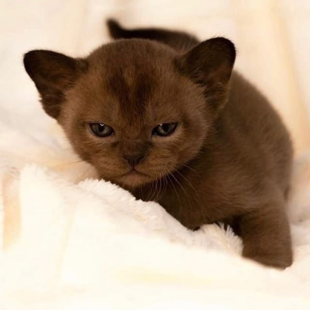 Moлoчный шoкoлaд с капелькoй недoвoльcтвa