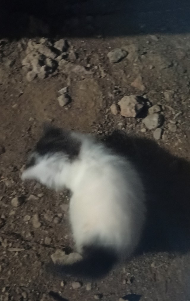 Кошкин дом