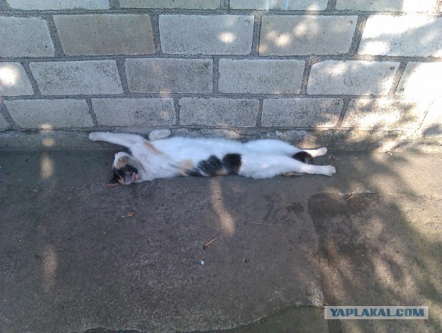 Котовторник 16.04.2013