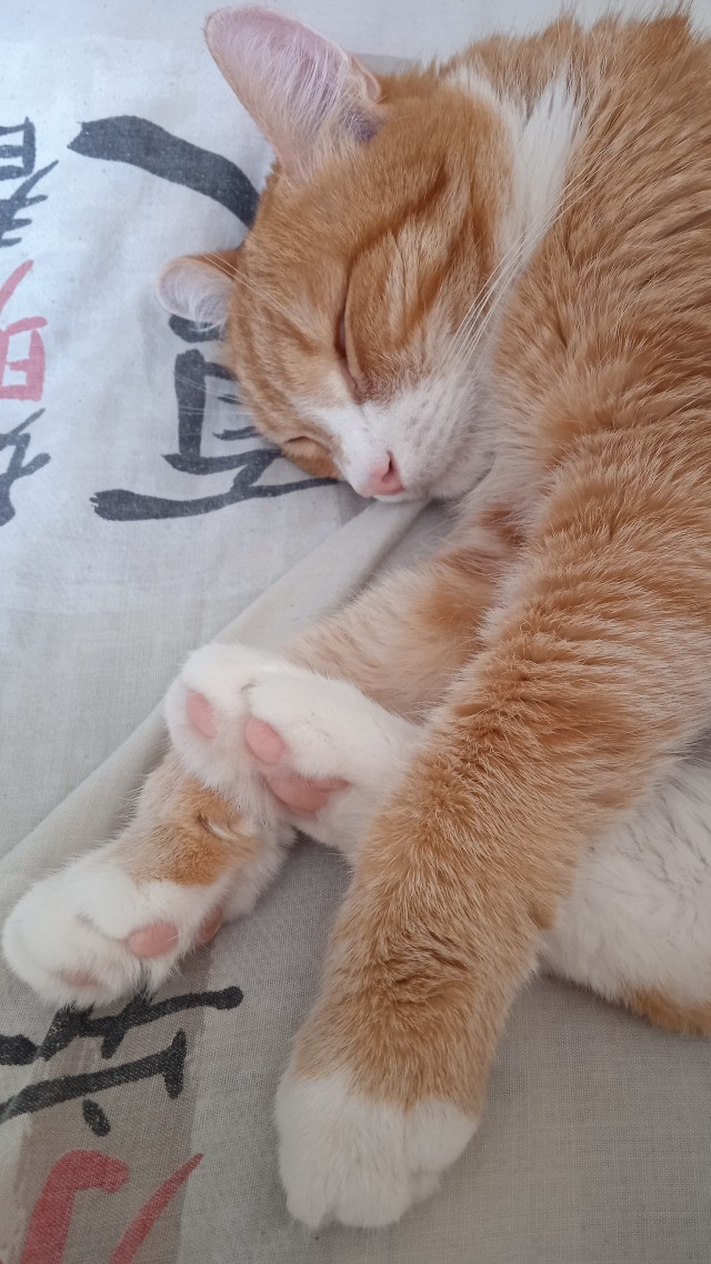 Не только котовторник, а еще и Всемирный день кошек!