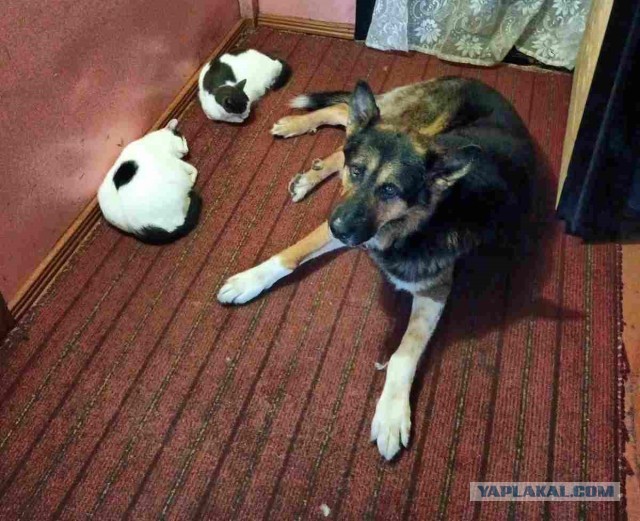 Кошка-мама защищает своих котят