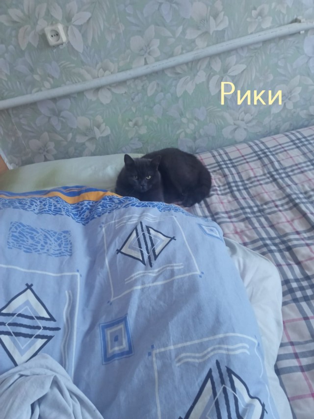 Жизнь домашнего приюта "Котоленд" 427