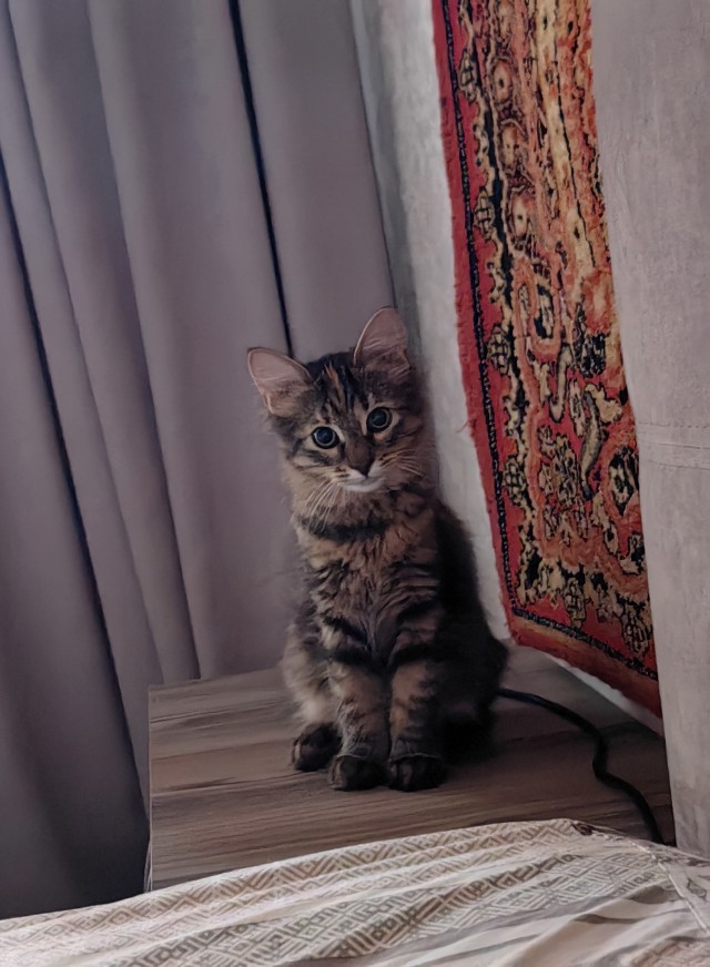Дачная приблуда сезон 2 (котовторник)