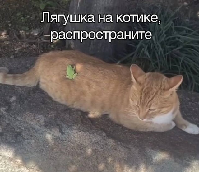 Завалялось тут случайно немного забавных картинок
