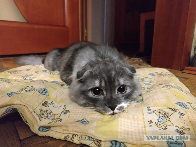 Котэ