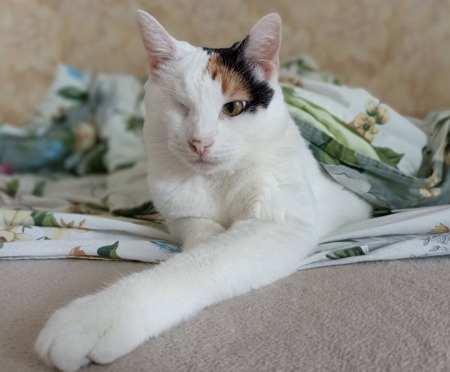 Поверья о кошках