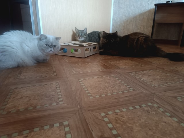 Котовторник продолжается