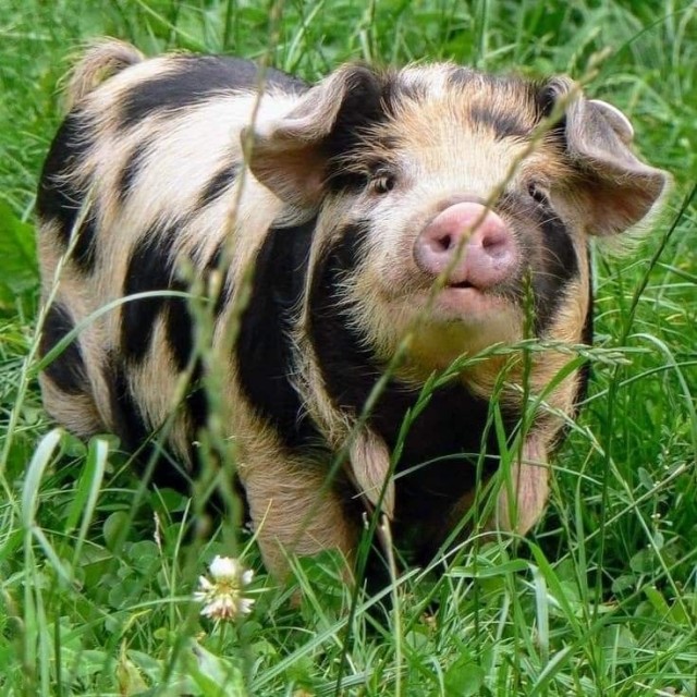 Прикольные и просто красивые картинки 04.04.2025