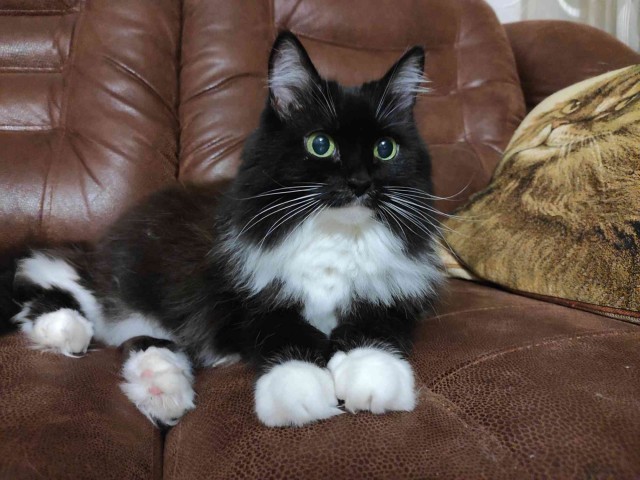 Жизнь кота